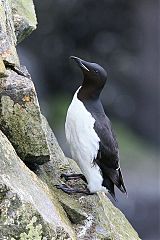 Thick-billed Murre